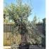 Mature Olive trees for sale online, UK delivery
