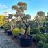 Olea Europaea Pom Pom trained Olive tree - buy UK