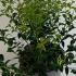 Osmanthus X Burkwoodii 50-60 cm buy online UK.