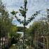 Parrotia Persica Persian Ironwood 2.25-2.75 m buy online UK.