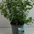 Philadelphus Belle Etoile Mock Orange 50-60 cm buy online UK.