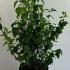 Philadelphus Virginal Mock Orange 80-100 cm buy online UK.