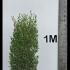 Phillyrea angustifolia - Jasmine Box 1-1.25 m buy online UK.