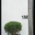 Phillyrea angustifolia - Jasmine Box 45-50 cm buy online UK.