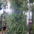 Photinia Red Robin Topiary Cones 2-2.5 m buy online UK.