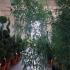 Phyllostachys Aurea - Golden Bamboo 2.5-3 m buy online UK.