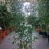 Phyllostachys Aurea - Golden Bamboo 1.25-1.5 m buy online UK.