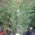 Phyllostachys Aureosulcata Spectabilis Bamboo 1.75-2 m buy online UK.