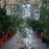 Phyllostachys Aureosulcata Spectabilis Bamboo 1.25-1.5 m buy online UK.