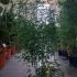 Phyllostachys Bissetii Bamboo 1.25-1.5 m buy online UK.