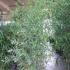 Phyllostachys Bissetii Bamboo 1.75-2 m buy online UK.