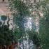 Phyllostachys Bissetii Bamboo 2.5-3 m buy online UK.