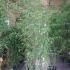 Phyllostachys Nigra - Black Bamboo 1.75-2 m buy online UK.
