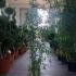 Phyllostachys Nigra - Black Bamboo 1.25-1.5 m buy online UK.
