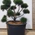 Pinus Mugo Gnom bonsai cloud tree for sale UK