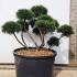 Pinus Mugo Gnom cloud tree trained garden bonsai tree. Buy UK