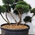 Pinus Mugo Gnom cloud tree trained garden bonsai tree. Buy UK