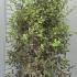 Pittosporum Tenuifolium Elizabeth 80-100 cm buy online UK.