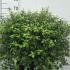 Pittosporum Tenuifolium Golf Ball 30-40 cm buy online UK.