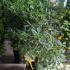 Pittosporum Tobira 1.2-1.5 m buy online UK.