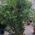 Pittosporum Tobira 1.5-1.75 m buy online UK.