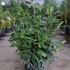 Pittosporum Tobira 40-60 cm buy online UK.