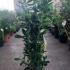 Pittosporum Tobira 60-80 cm buy online UK.