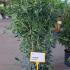 Pittosporum Tobira 1-1.25 m buy online UK.
