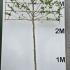 Pleached Hornbeam Trees - Carpinus Betulus 3.8 m buy online UK.