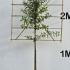 Pleached Prunus Lusitanica Trees 2.4 m buy online UK.