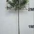 Pleached Prunus Lusitanica Trees 2.9 m buy online UK.