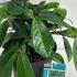 Prunus laurocerasus Mount Vernon Laurel 25-30 cm buy online UK.