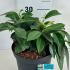 Prunus laurocerasus Mount Vernon Laurel 30-40 cm buy online UK.