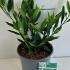 Prunus Laurocerasus Otto Luyken 25-30 cm buy online UK.