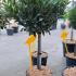 Prunus Laurocerasus Otto Luyken 70-90 cm buy online UK.