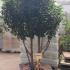 Prunus Lusitanica - Portuguese Laurel Topiary Tree 1.5-1.75 m buy online UK.