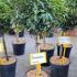 Prunus Lusitanica - Portuguese Laurel Topiary Tree 70-90 cm buy online UK.