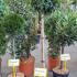 Prunus Lusitanica - Portuguese Laurel Topiary Tree 1.1-1.3 m buy online UK.