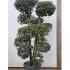 Holly Oak Cloud Tree - Quercus Ilex buy UK