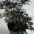 Sambucus Nigra Black Lace 30-40 cm buy online UK.