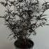 Sambucus Nigra Black Lace 60-80 cm buy online UK.
