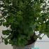 Spiraea Arguta - Bridal Wreath 40-50 cm buy online UK.
