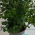 Spiraea Betulifolia Tor Birchleaf Spirea 40-60 cm buy online UK.