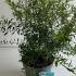 Spiraea cinerea Grefsheim 50-60 cm buy online UK.