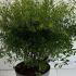 Spiraea cinerea Grefsheim 60-80 cm buy online UK.