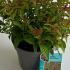 Spiraea Japonica Goldflame 20-30 cm buy online UK.