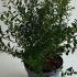 Spiraea Nipponica Snowmound 30-40 cm buy online UK.