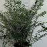 Spiraea Nipponica Snowmound 50-60 cm buy online UK.