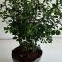 Spiraea Vanhouttei 40-50 cm buy online UK.