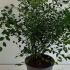 Spiraea Vanhouttei 50-60 cm buy online UK.